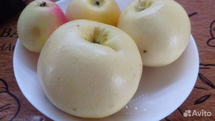 Яблоки и груши домашние