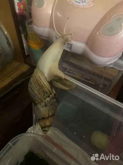 Улитки Ахатины детеныши из яиц бесплатно