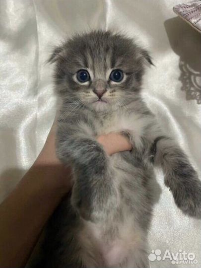 Котенок