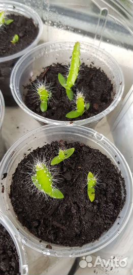 Питахайя, драконий фрукт