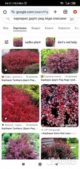 Барбарисы пурпурнолистные