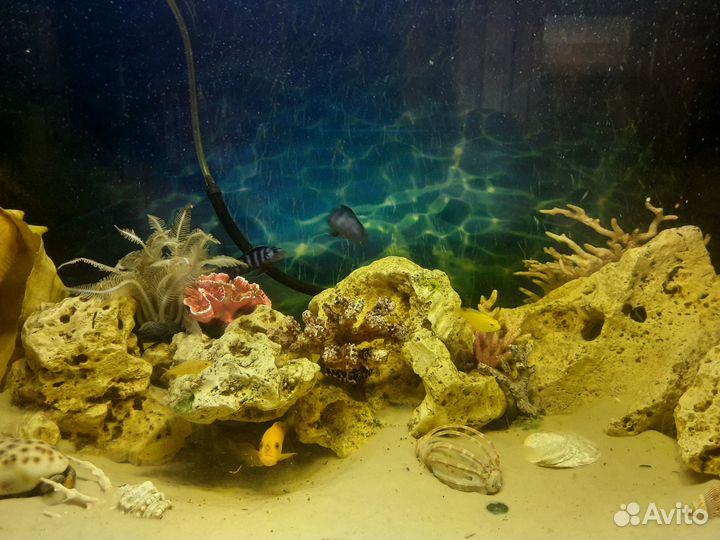 Африканские цихлиды