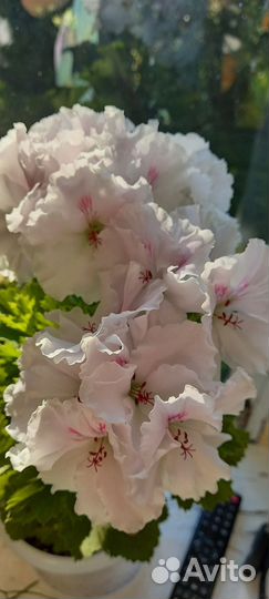 Пеларгония герань Мона Лиза черенок