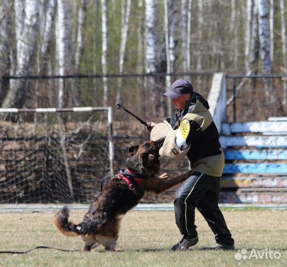 Продаются шикарные щенки немецкой овчарки