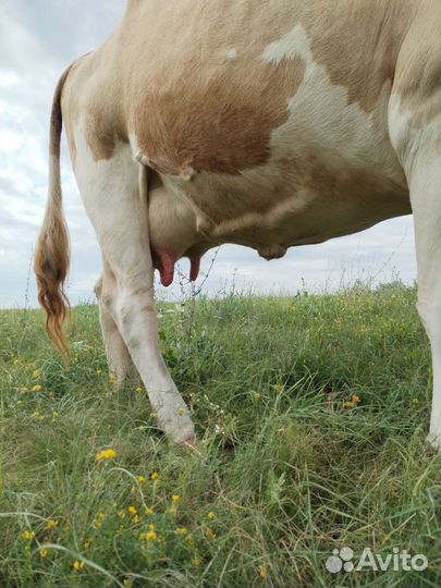 Корова дойная