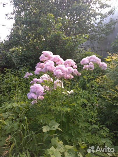 Многолетние цветы