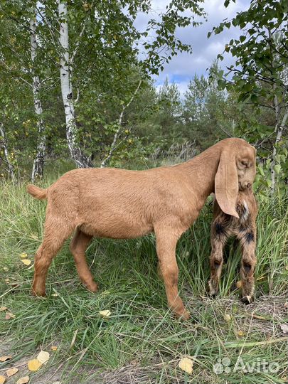 Нубийские козлята