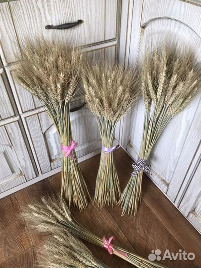 Сухоцветы для Светланы