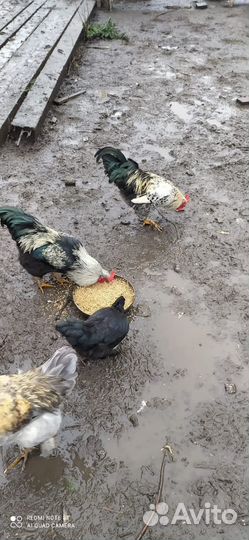 Петушки и утки