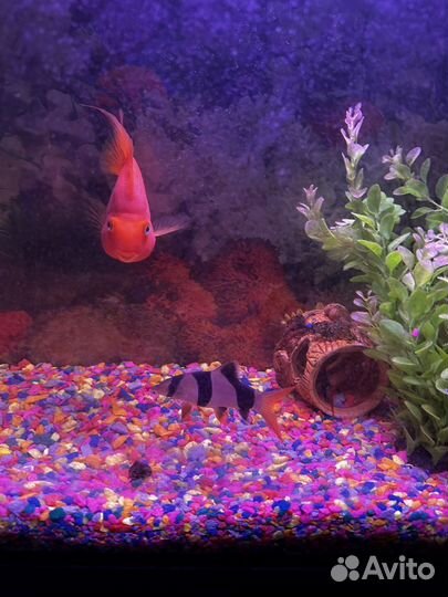 Аквариум с тумбой без рыб