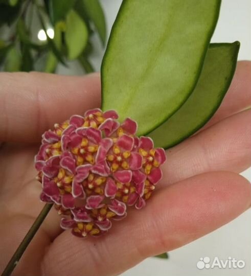 Хойя взрослая