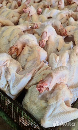 Фермерское мясо птицы кур цыплят - бройлеров