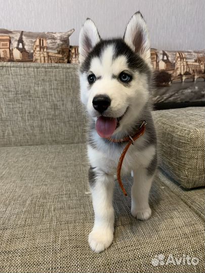 Хаски в добрые руки