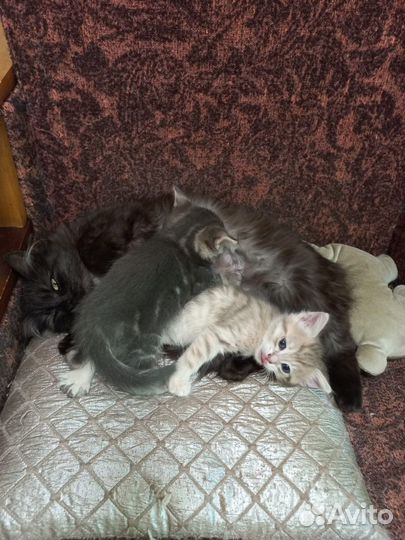 Котята в добрые руки 1 месяц