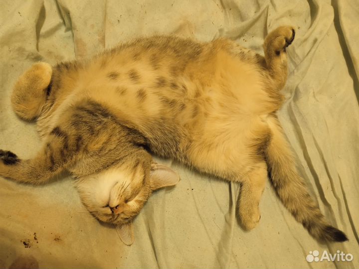 Котёночек в дар