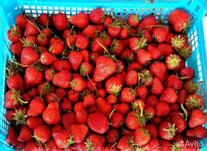 Свежая клубника