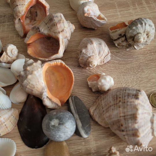 Ракушка морская