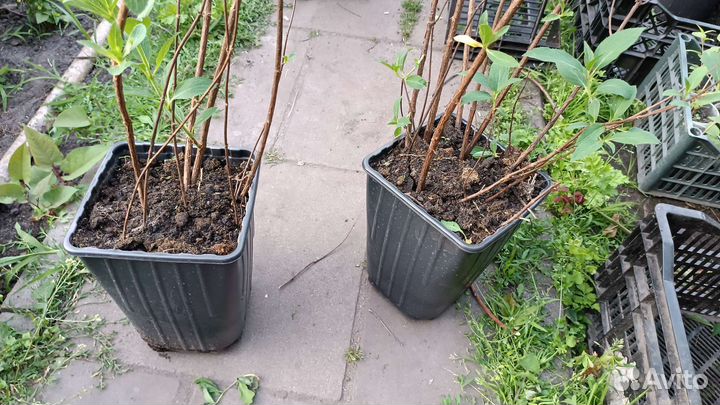 Гортензия куишу