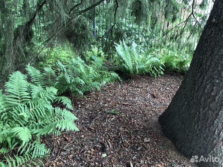 Кочедыжник женский (папоротник)