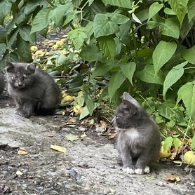 Пристроим котят в добрые руки