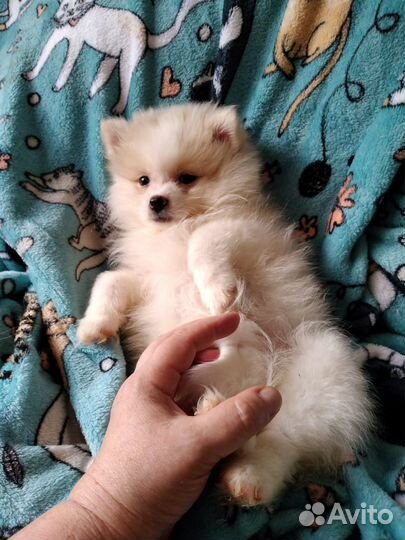 Щенки померанского шпица медвежьего типа