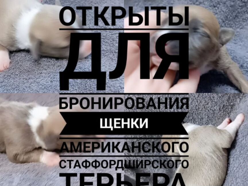 Стаффики