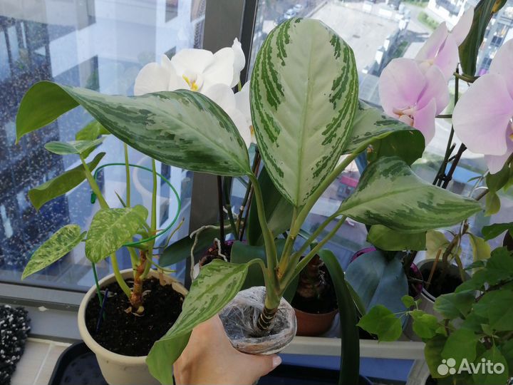 Аглаонема Silver bay Филодендрон Gigantum var
