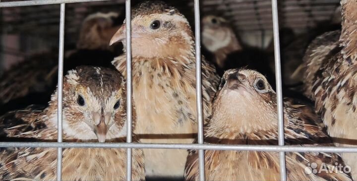 Перепелки несушки Эстонцы Радонежские Селадон ия