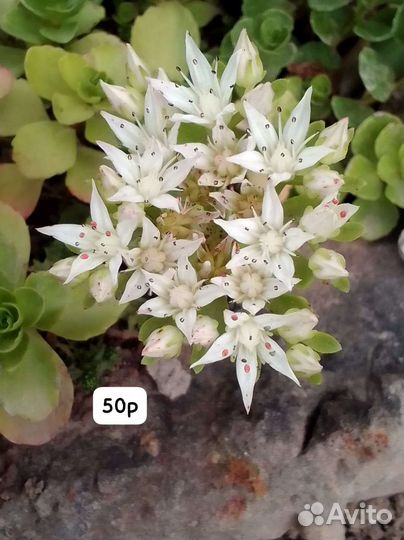 Дендробиум