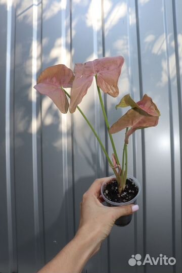 Сингониум pink neon (пинк неон)