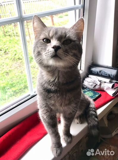 Котик Марсель ищет добрые ручки