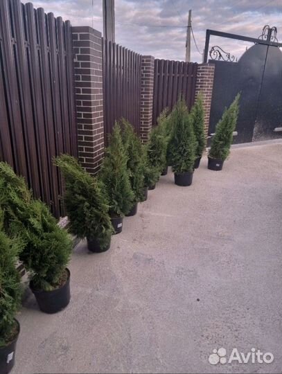 Туя брабант