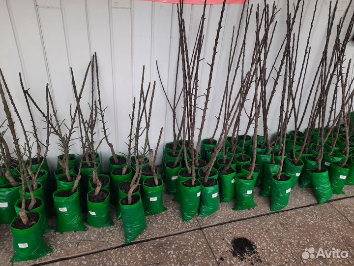 3-х летние Колоновидные Яблони и Груши