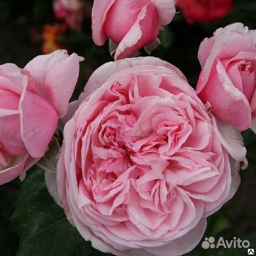 Плетистая роза кисс ми кейт