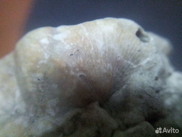 Окаменелость