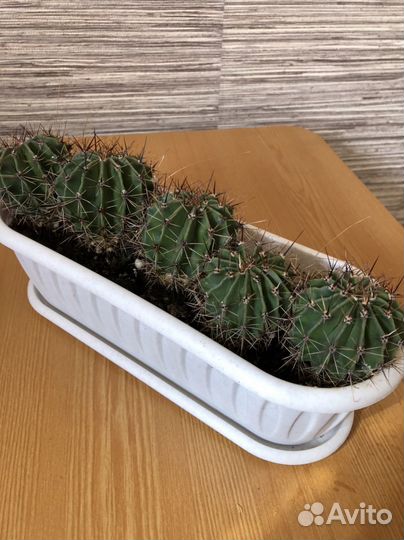 Кактус эхинопсис
