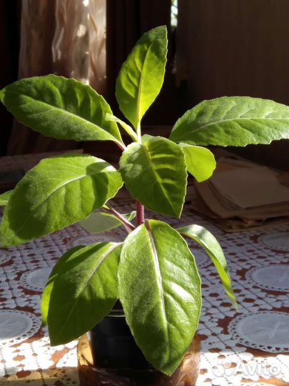 Джинура листья бога