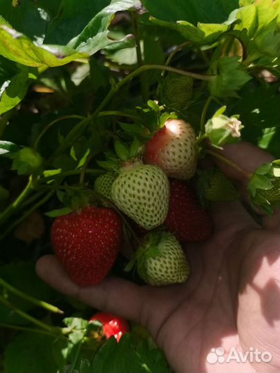 Рассада ремонтантной клубники Альбион