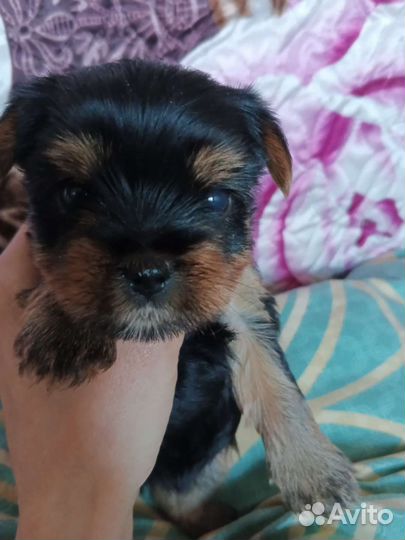 Йоркширский терьер