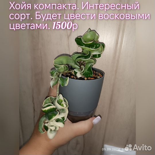 Калатея и хойи