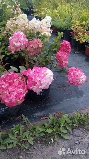 Гортензии метельчатые