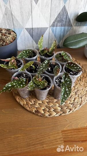 Бегония макулата черенки