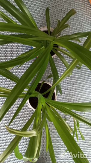 Хлорофитум (комнатные растения)