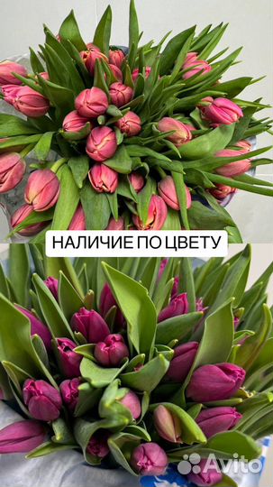 Свежые тюльпаны