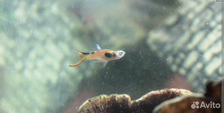 Сапфировый попугай