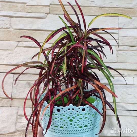 Кодиеум кротон