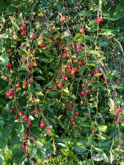 Вишня местная