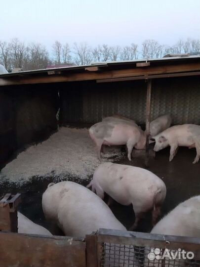 Продам домашнее мясо свинины