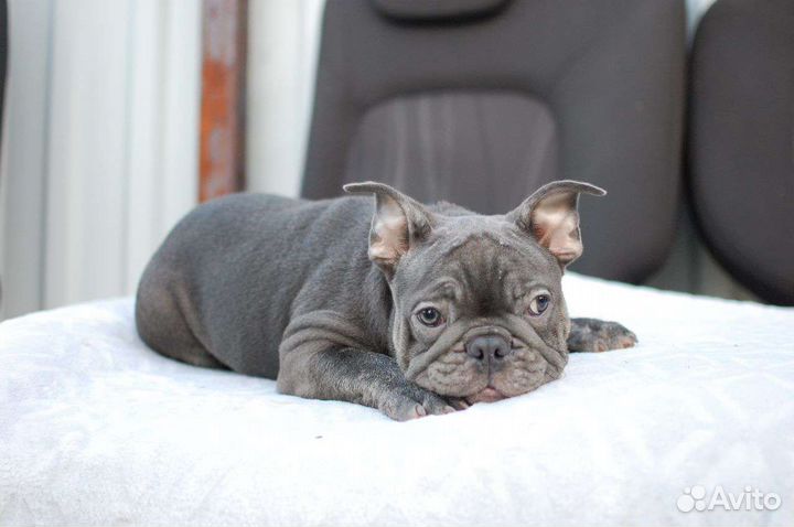 Французский бульдог голубой мальчик