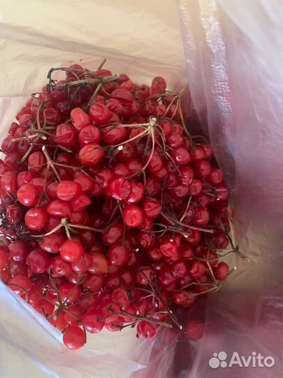 Калина ягода